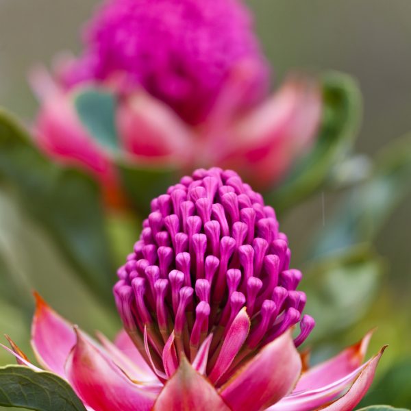 Vibrant pink Telopea 'Enchanted® Pink' Waratah 6" Pot flowers in bloom with a shallow depth of field.