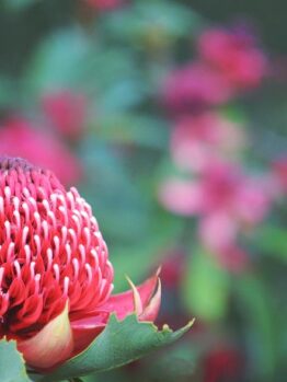 A close-up of a Telopea 'Enchanted® Flame' Waratah 6" Pot flower with a blurred background of greenery and blossoms.