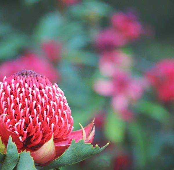 A close-up of a Telopea 'Enchanted® Flame' Waratah 6" Pot flower with a blurred background of greenery and blossoms.