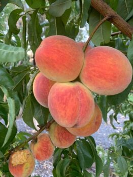 A cluster of ripe peaches growing on a Pinus 'Coolwyn' Japanese Black Pine 13" Pot Christmas tree.