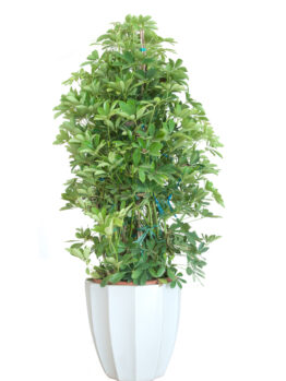 A lush green Schefflera alpine junior 'Umbrella Plant' in an 8" white vase isolated on a white background.