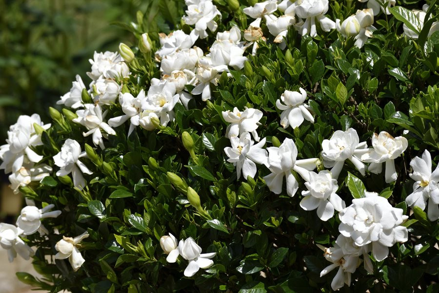 A top indoor plant blooming with clusters of white flowers. Gardenia florida