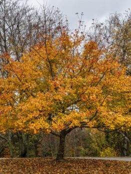 A stunning Acer 'Ellen' Japanese Maple 90L with bright yellow and orange leaves stands in a park during autumn, set against a backdrop of leafless and semi-leafed trees under a cloudy sky.