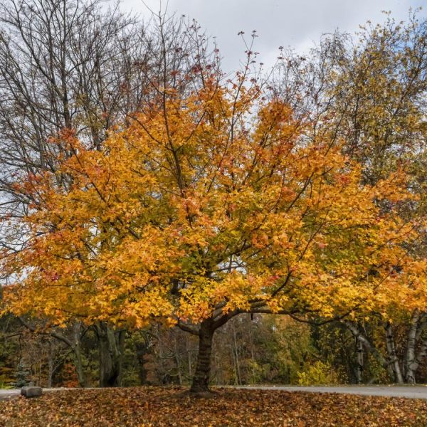A stunning Acer 'Ellen' Japanese Maple 90L with bright yellow and orange leaves stands in a park during autumn, set against a backdrop of leafless and semi-leafed trees under a cloudy sky.