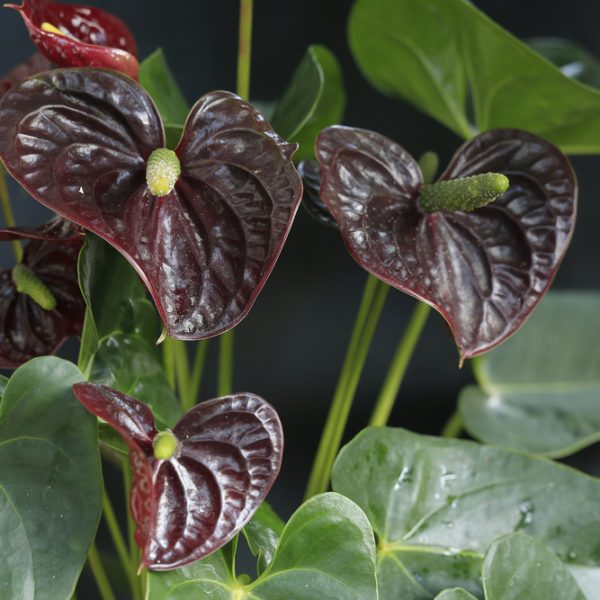 Anthurium 'Black Winner®' plants with glossy, dark red flowers and bright green leaves, highlighted against a dark background.