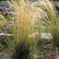 Tall Austrostipa 'Prickly Spear Grass' 6" Pot with golden and green blades growing in a garden with visible stones and mulch in the background.