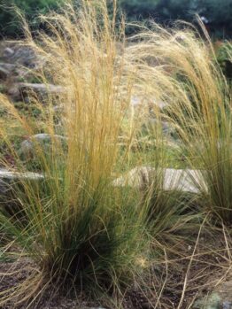 Tall Austrostipa 'Prickly Spear Grass' 6" Pot with golden and green blades growing in a garden with visible stones and mulch in the background.