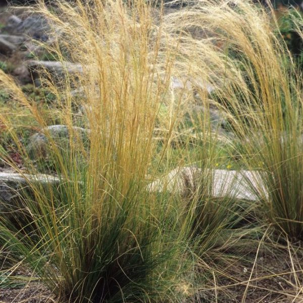 Tall Austrostipa 'Prickly Spear Grass' 6" Pot with golden and green blades growing in a garden with visible stones and mulch in the background.