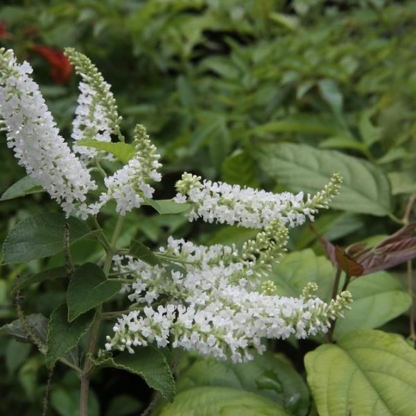 Buddleja 'Leah® White' with budding flowers on a green shrub, presented in a 6" pot.
