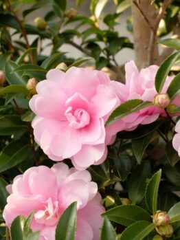 Pink Camellia sasanqua 'Paradise® Petite™ White' flowers in bloom, surrounded by glossy green leaves.