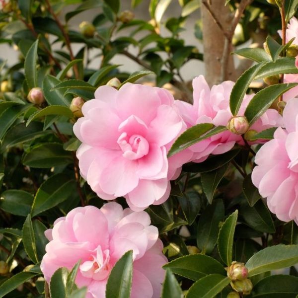 Pink Camellia sasanqua 'Paradise® Petite™ White' flowers in bloom, surrounded by glossy green leaves.