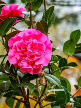 A pink Camellia sasanqua 'Paradise® Petite™ Pink' flower on a tree.