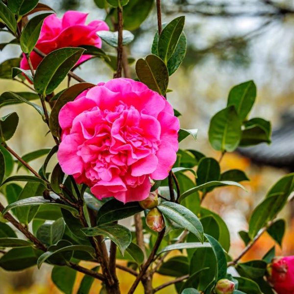 A pink Camellia sasanqua 'Paradise® Petite™ Pink' flower on a tree.