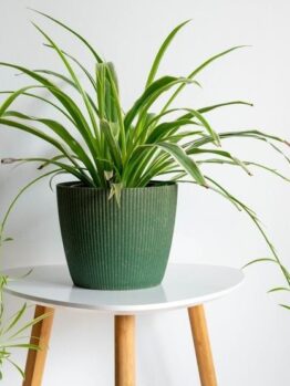A green spider plant in a ribbed pot on a white round table with wooden legs.
