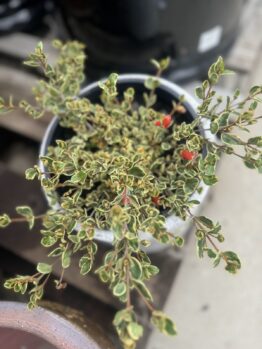A Correa 'Gold Digger' 8" Pot plant with small green leaves outlined in white and scattered red berries, set against a blurred background.