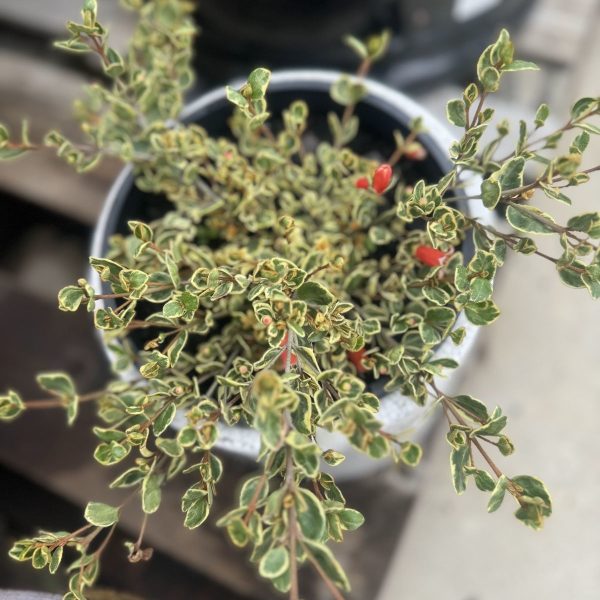 A Correa 'Gold Digger' 8" Pot plant with small green leaves outlined in white and scattered red berries, set against a blurred background.