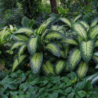 Lush green foliage, featuring large leaves with prominent yellow variegation, growing densely in a garden.