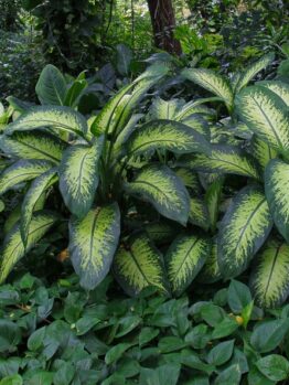 Lush green foliage, featuring large leaves with prominent yellow variegation, growing densely in a garden.