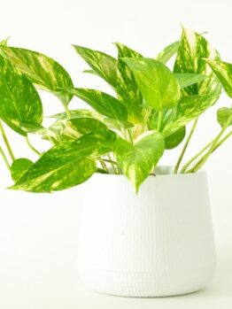 A Epipremnum 'Green and Gold' Devil's Ivy plant with variegated green and yellow leaves in a white textured pot against a plain white background.