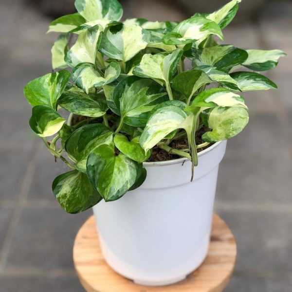 A vibrant pothos plant with variegated green and white leaves, displayed in a white pot on a wooden stool.