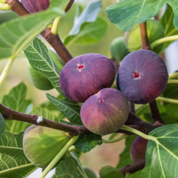 Ripening Ficus 'Blue Provence' figs on a tree branch surrounded by green leaves.