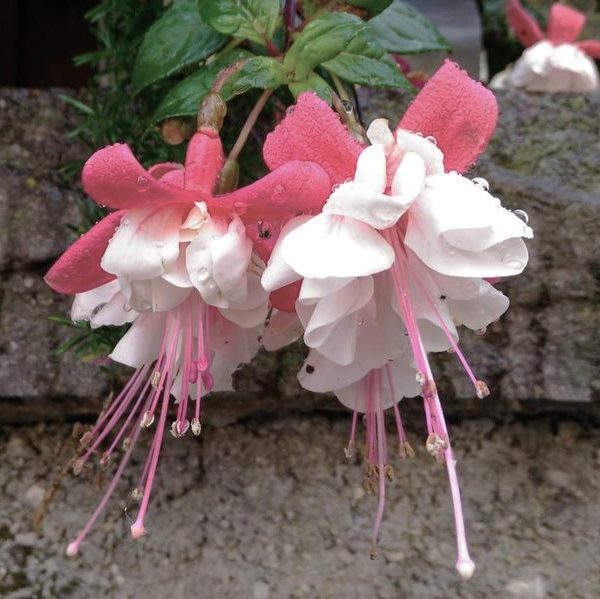 Pink and white Fuchsia 'Little E' 6" Pot flowers with dew drops, hanging against a mossy stone wall background.