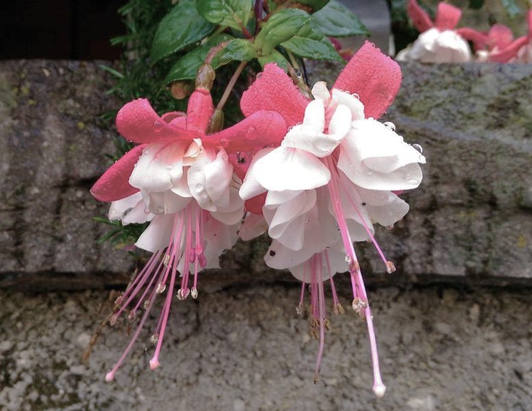 Pink and white Fuchsia 'Little E' 6" Pot flowers with dew drops, hanging against a mossy stone wall background.