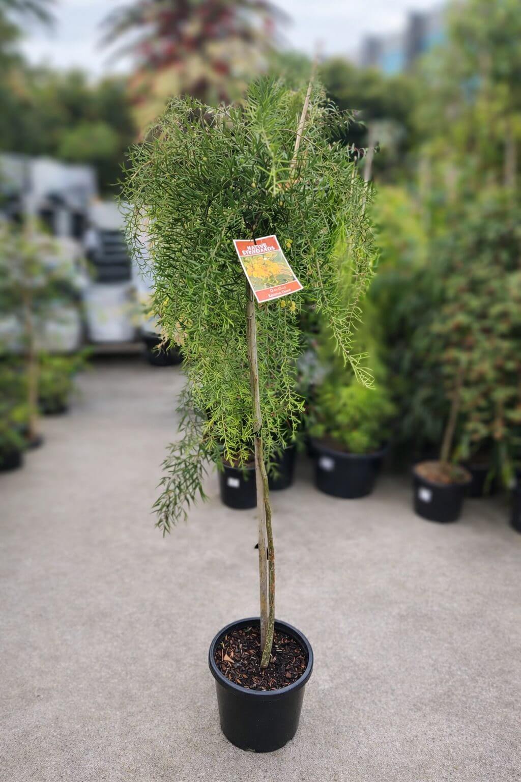 A Grevillea 'Lemon Daze' 12" Pot (Standard) with slender, drooping green leaves stands on concrete at an outdoor garden centre, a plant tag attached to its trunk.