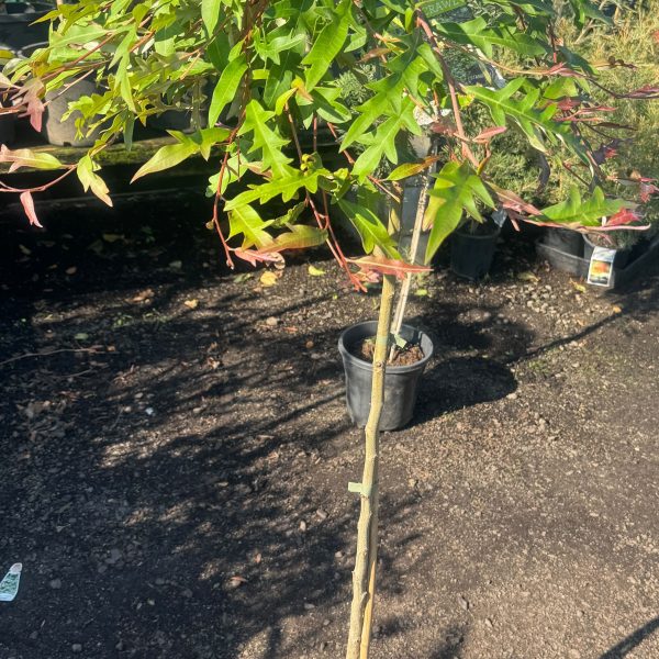 australian native grevillea hybrid standard 12inch pot aussie crawl