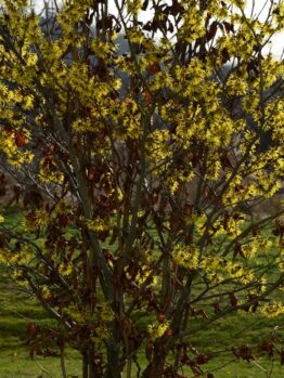 Young Hamamelis 'Common Witch Hazel' 8" Pot with yellow blossoms in early spring against a blurred natural background.