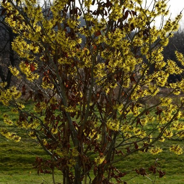 Young Hamamelis 'Common Witch Hazel' 8" Pot with yellow blossoms in early spring against a blurred natural background.
