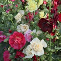 A vibrant display of Hollyhock 'Summer Carnival' 4" Pot hollyhocks in various colors, including red, pink, yellow, and white, growing in a lush garden.