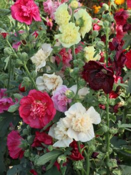 A vibrant display of Hollyhock 'Summer Carnival' 4" Pot hollyhocks in various colors, including red, pink, yellow, and white, growing in a lush garden.