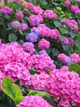 hydrangea macrophylla pink blue sunset mophead flowers pink and blue purple large flowers