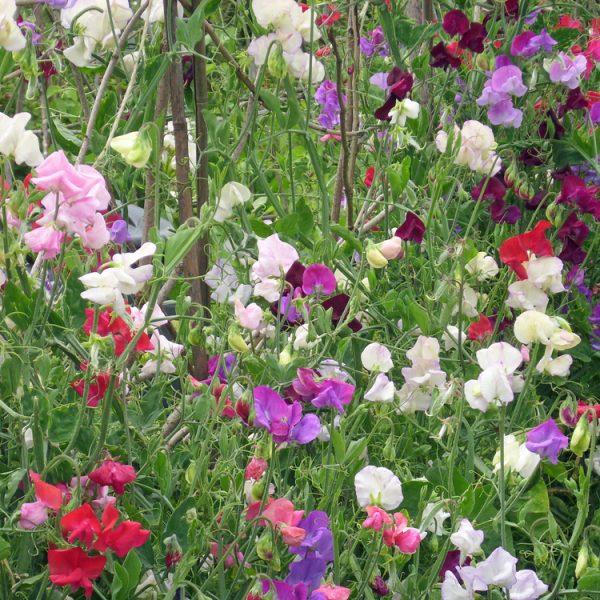 A colorful array of Lathyrus 'Sweet Pea' flowers in a 4" pot.