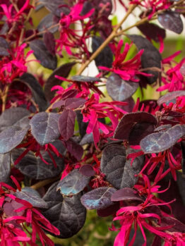 Close-up of a Loropetalum 'Bobz Pink' (Copy) shrub with vibrant pink flowers and rich dark purple leaves.