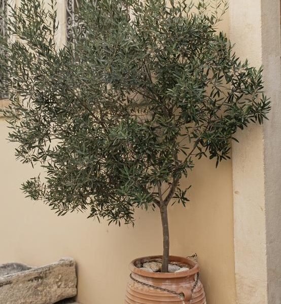 An olive tree planted in a terracotta pot beside a pale wall.