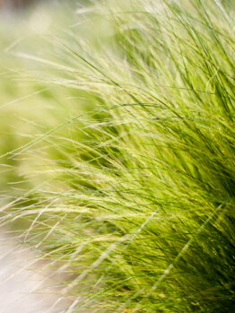 Close-up of lush green Poa 'Coastal Tussock Grass' 6″ Pot with a soft-focus background.