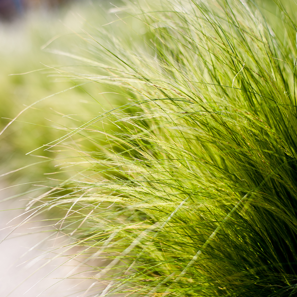 Close-up of lush green Poa 'Coastal Tussock Grass' 6″ Pot with a soft-focus background.