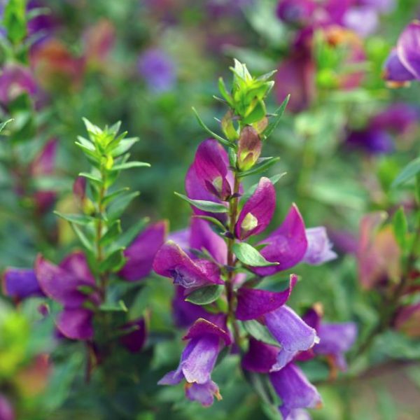 Close-up of purple Prostanthera 'Crocodile Mint' 6" Pot flowers with green leaves, showing details of petals and buds in a garden setting.