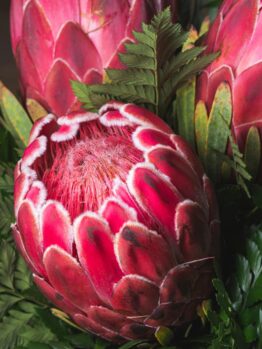 Close-up of vibrant red and pink protea flowers with visible fluffy centers and green foliage.