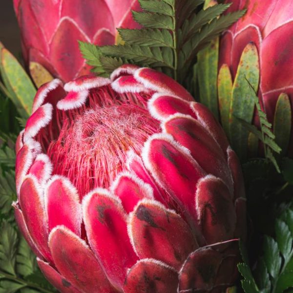 Close-up of vibrant red and pink protea flowers with visible fluffy centers and green foliage.