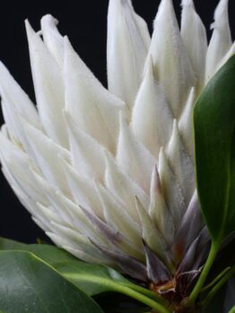 Close-up of a Protea white Ice flower bud with green leaves against a dark background.
