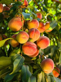 Ripe peaches hanging on the branches in a sunlit orchard.