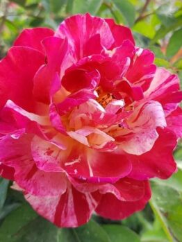 A vibrant, variegated Rose 'A Best Impression®' 3ft Standard (Bare Rooted) in full bloom, surrounded by green foliage.