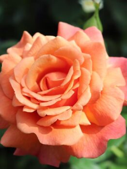 Close-up of a vibrant orange Rose 'Sir Donald Bradman' Bush Form in full bloom with green leaves and purple flowers in the background.