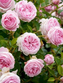 A cluster of blooming pink Rose 'Tallulah' Bush Form with lush green leaves in a garden.