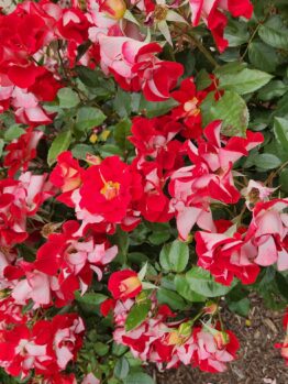 Close-up view of vibrant red and white Rose 'Tuscan Sun™' Bush Form roses in full bloom, interspersed with green leaves in a garden setting.