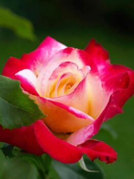 A vibrant red and yellow rose in bloom with surrounding green foliage.