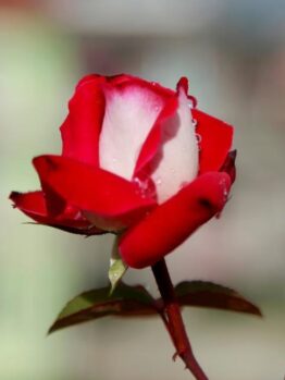 A Rose 'Love You' PBR 3ft Standard (Bare Rooted) red and white rose with dewdrops on the petals.